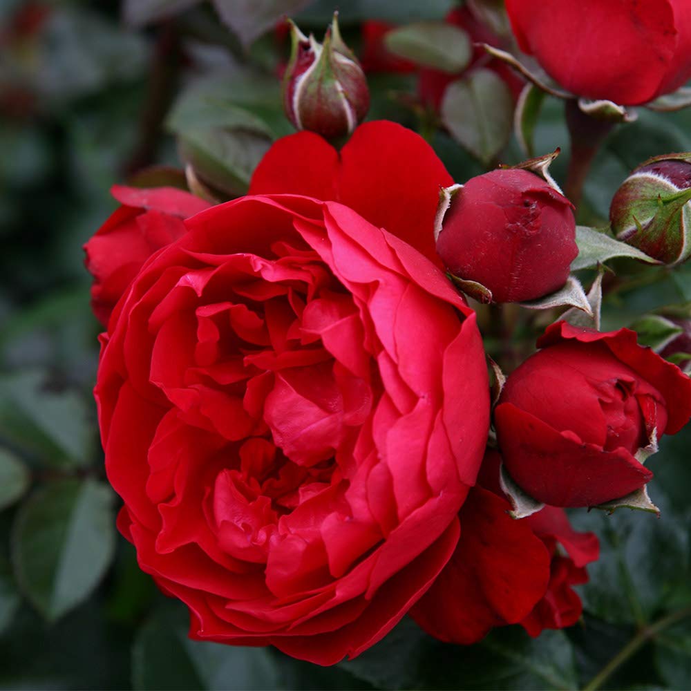 Heirloom Climbing Roses, Live Own Root Plant for Outdoor Garden, Arborose® Florentina, Moderately Fragrant, Hardiness Zones 5-10, Continual Blooming