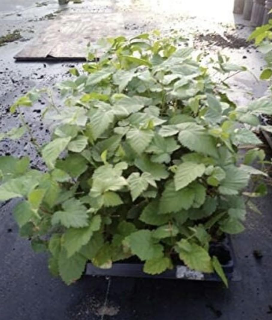 Arapaho BlackBerry Plants - Pack of 2 (Two) - Rare Thornless Black Berry Plants for Planting - 4-6 inch Starter Plants - Fruit Tree Live Plant