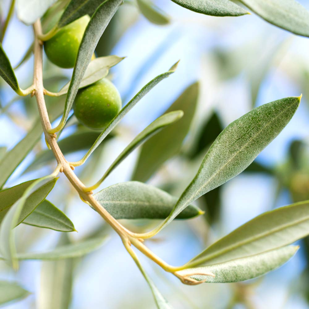 Arbequina Olive 4-5'