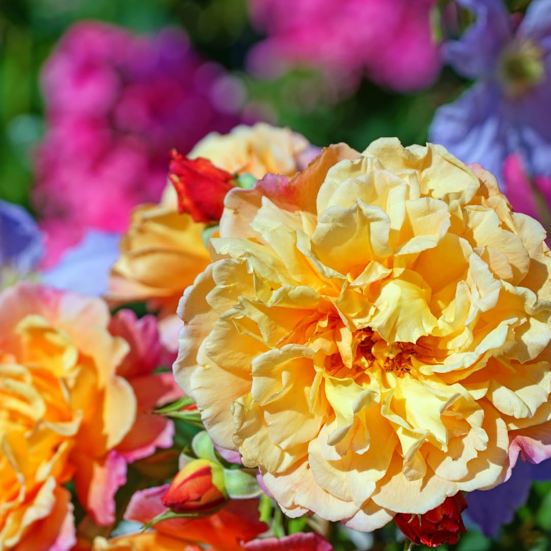 Honey-Apricot Rose Bushes Ready to Plant, Climbing Roses Live Plants Fragrant, 6-8 Inc Tall in Pot, Year-Round Blooming, Can Grow as Bush or Climber