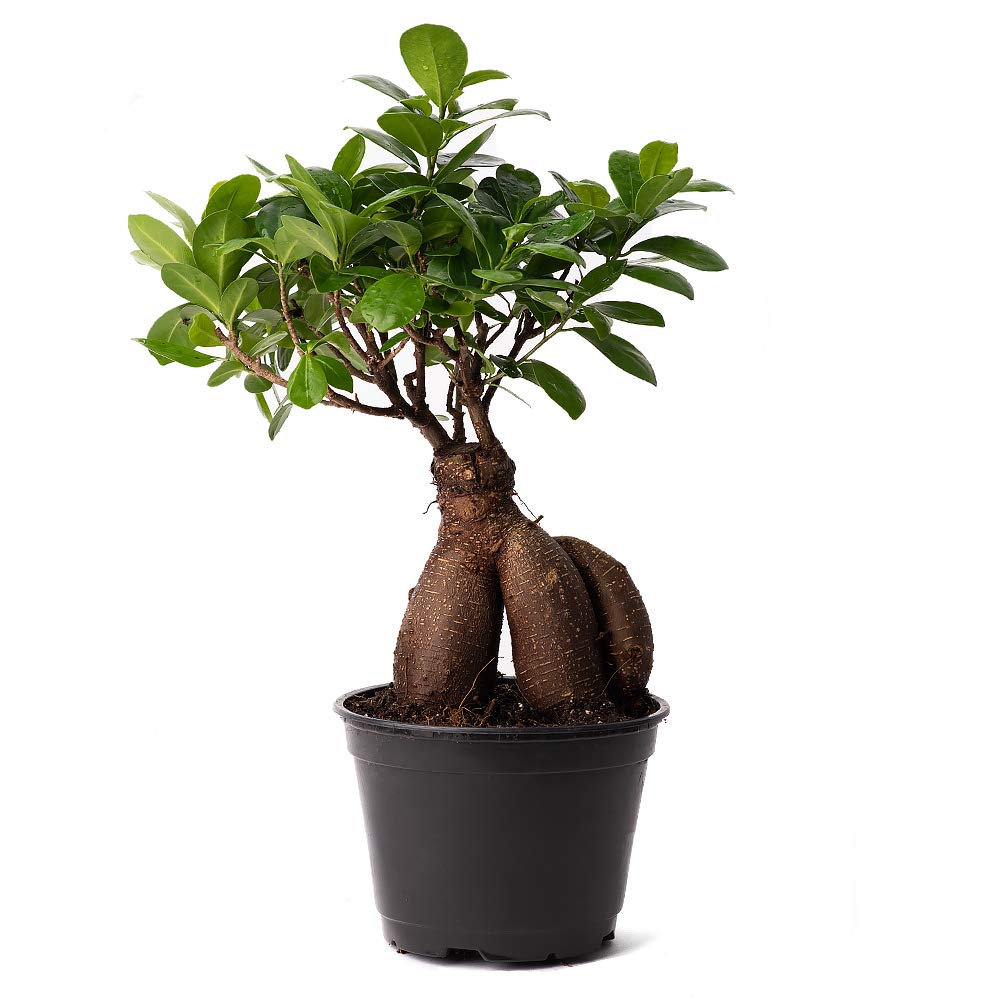 American Plant Exchange Ficus Ginseng Microcarpa – 6-Inch with Pot – Live Easy Care Bonsai Tree, Air Purifying Indoor Plant for Home, Office, or Zen Décor