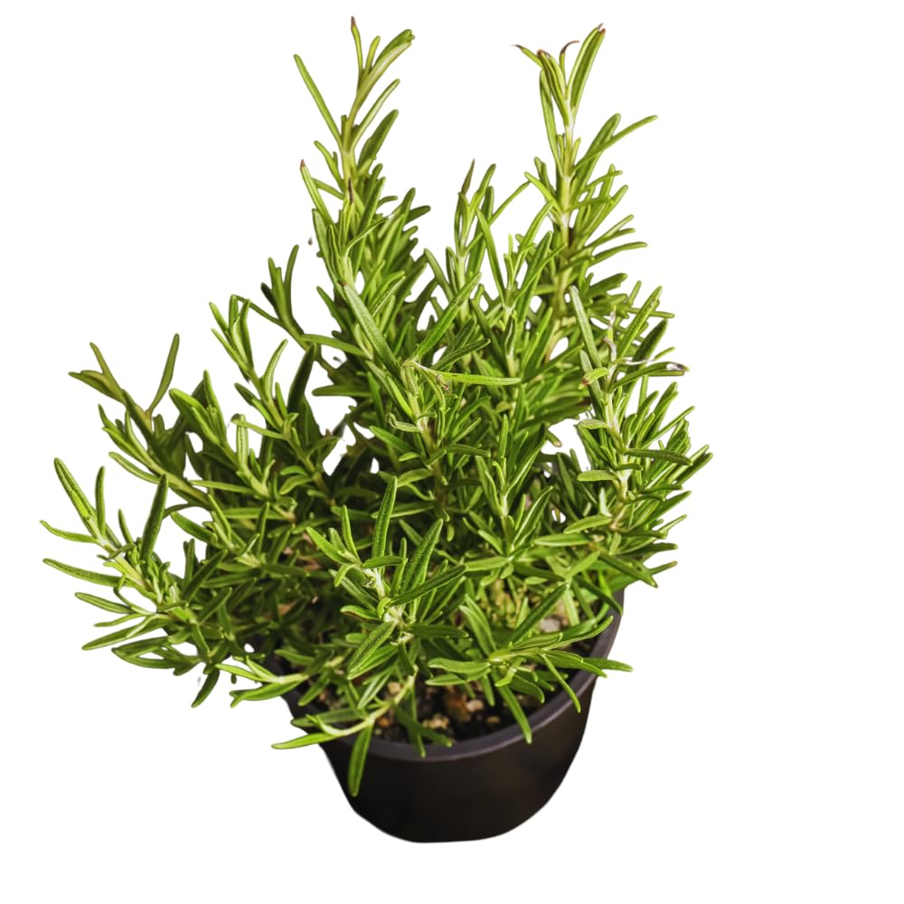 02 Rosemary Plants Live, 4 to 7 Inc Tall, Live Rosemary Plants Indoor Gardening Outdoor, Rosemary Live Plant