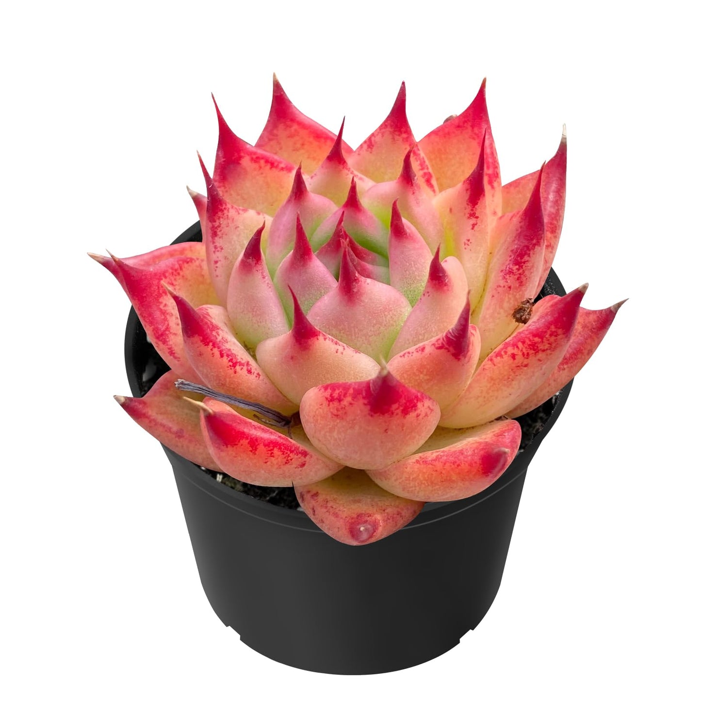 Sprout N Green Echeveria Toscannelly, Live Eyelash Succulent Fully Rooted in 2" Pots with Soil Mix, Houseplant for Indoor Outdoor Home Office Wedding Decor Party Favor, Easy to Care, Pet-Friendly