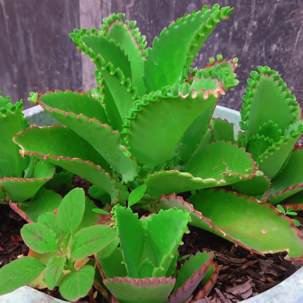 HTKOMA Kalanchoe Mother of Thousands Plant Live in 4 Inch Pot, Kalanchoe Succulent Live Plants Indoor Outdoor, Kalanchoe Plants Live