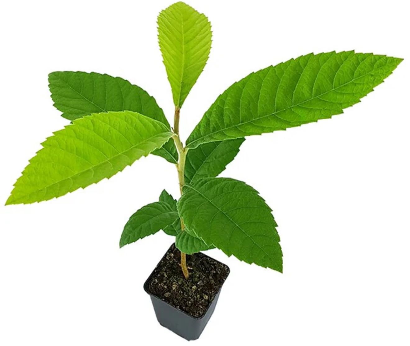 Loquat(Eriobotrya Japonica) Nispero Japones Live Tree(Japanese Plum) Plant (1-2ft