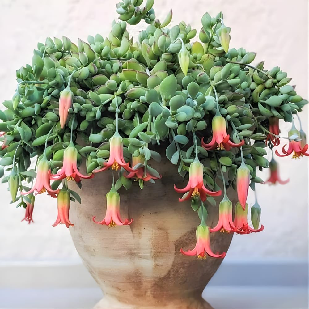 Cotyledon Pendens Succulent Plant Live – 4 Inch Pot | Rare Trailing Houseplant | Easy-Care Indoor Succulent