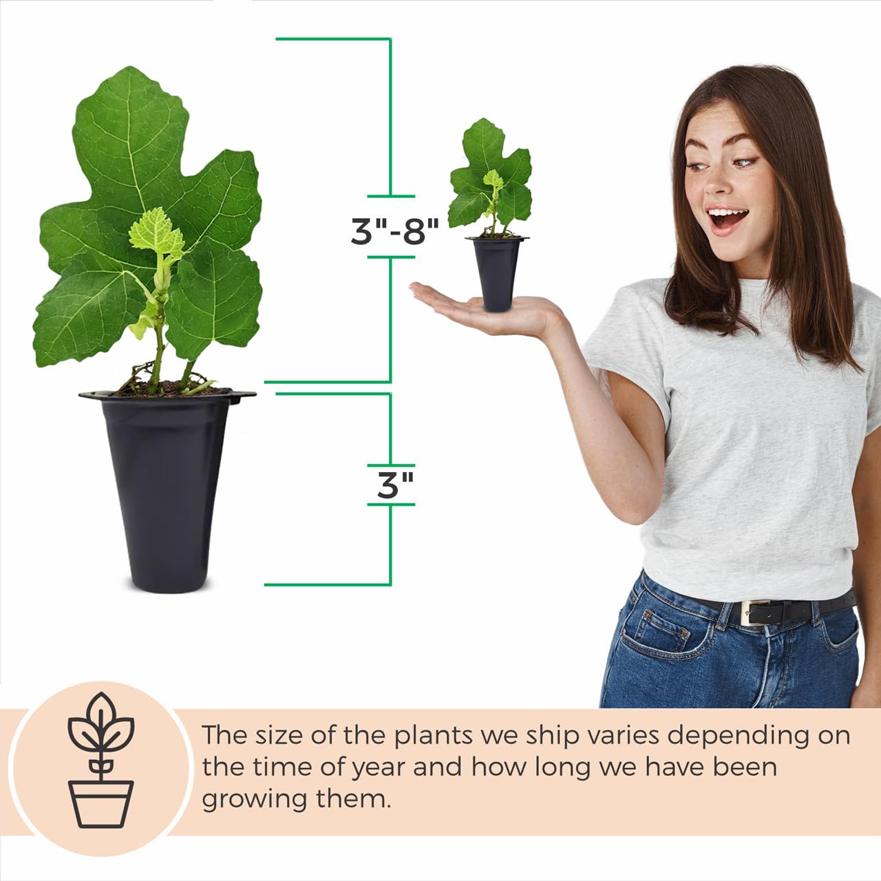 Fig Tree Collection (4 Pack) Edible Fruit Plant from Our Optimal Picks | Easy to Grow Plants for Sustainable Living | Grow Your own Food on Your Edible Organic Garden | Live for Planting | No Seeds