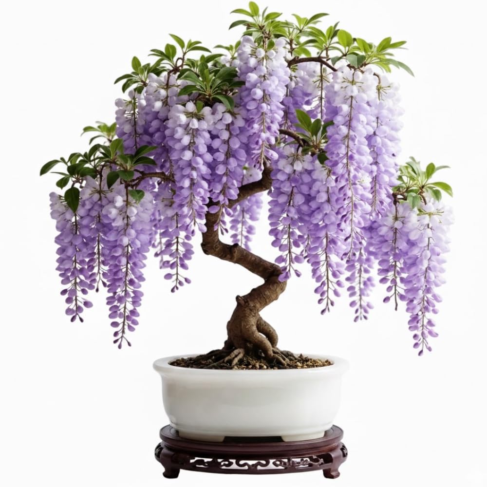 Purple Wisteria Tree Live Plant 6-12 Inc Height, Purple Wisteria Plant Live, Wisteria Vine Live Plant, Fragrant Flowers, in Pot
