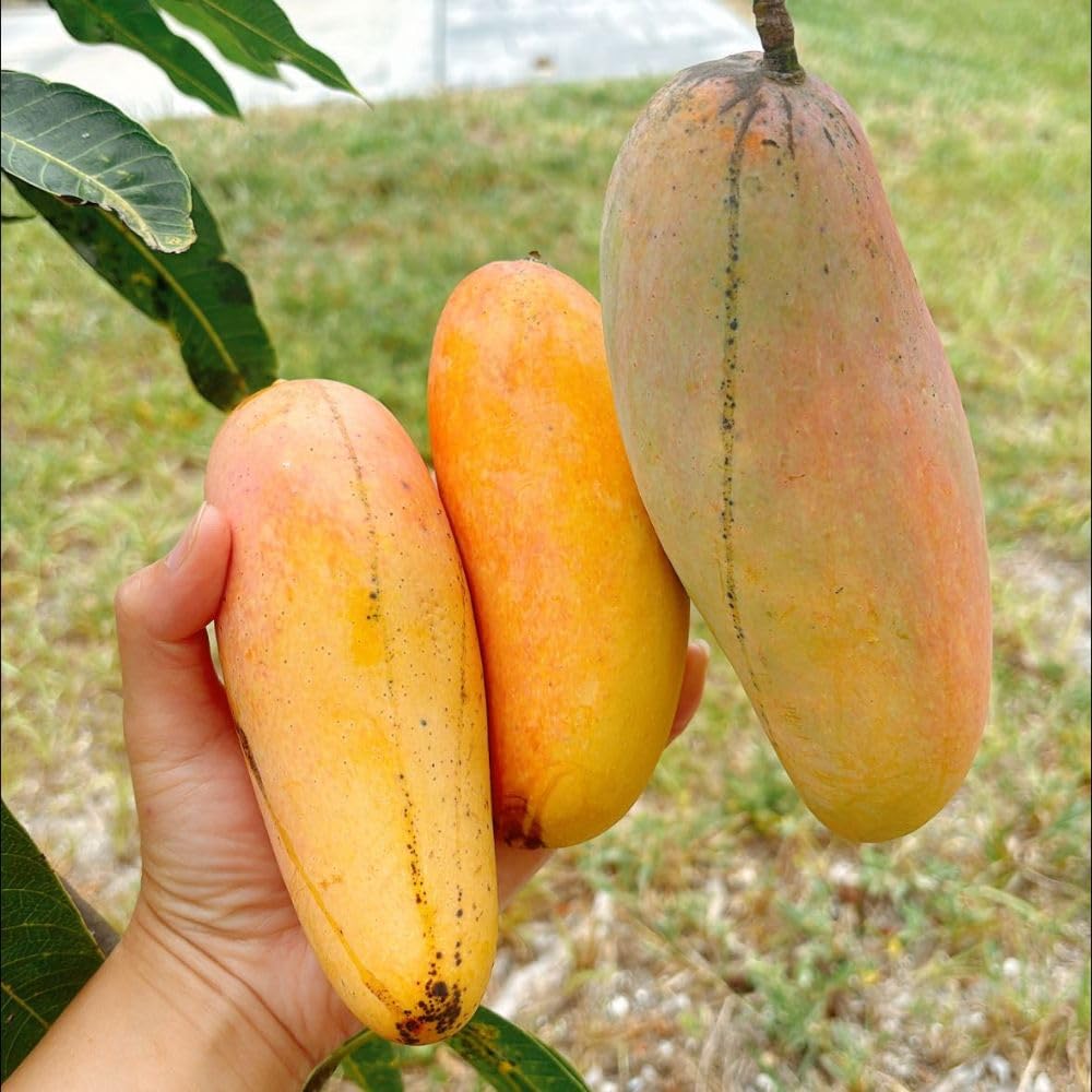 Long Mango Tree 2-3ft Tall in 3 Gallon Pot for Outdoor Planting, Mango Plant Live, High Yield Tropical Fruit Tree, No Ship to CA