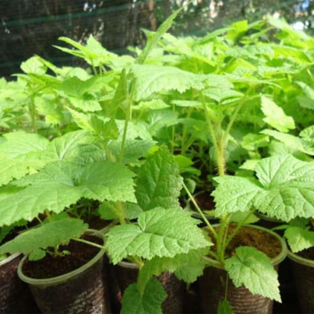 Caroline Red Everbearing Raspberry Bush Plant Live, Cold Hardy, Raspberries Plants Established Roots Live for Planting, 1 Plant 5-9 Inc Tall, No Pot