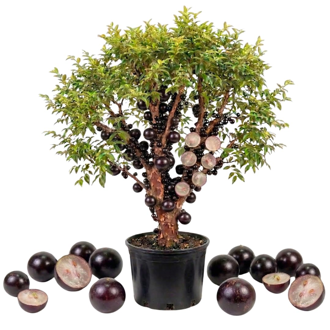 Live Jaboticaba Plant, Black Jabuticaba Tree, 2-3 Feet in 3 Gallon Pot, Brazilian Grapetree, Ready to Grow, No Shipto CA