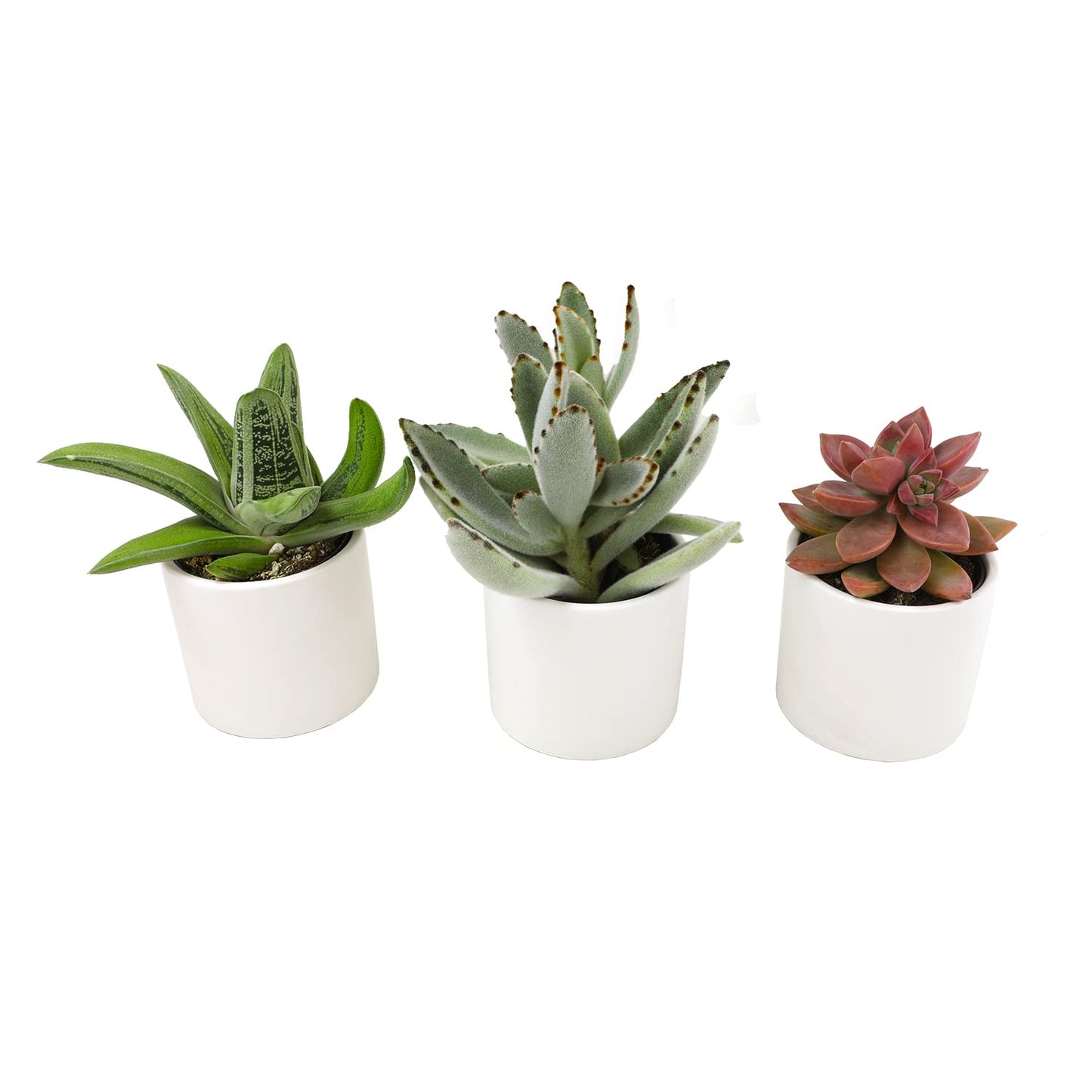 Plants for Pets Succulents (3 PK), Live Succulent Plants in White Pots, Mini Succulents Plants, Unique Gardening Gifts for Plant Lovers