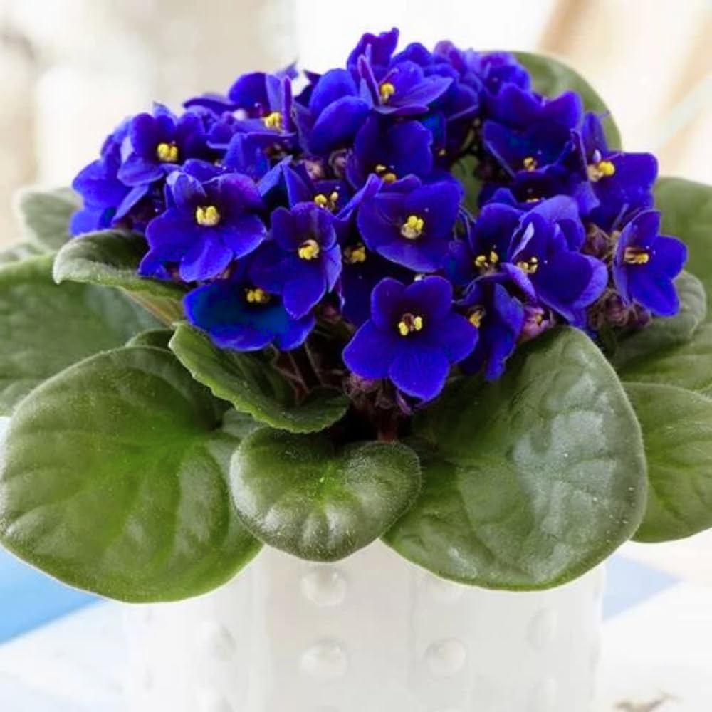 African Violet Live Plant Houseplant in 4" Pot, Blooming Indoor Plant for Home or Office with Vibrant Flowers (Blue African Violet)