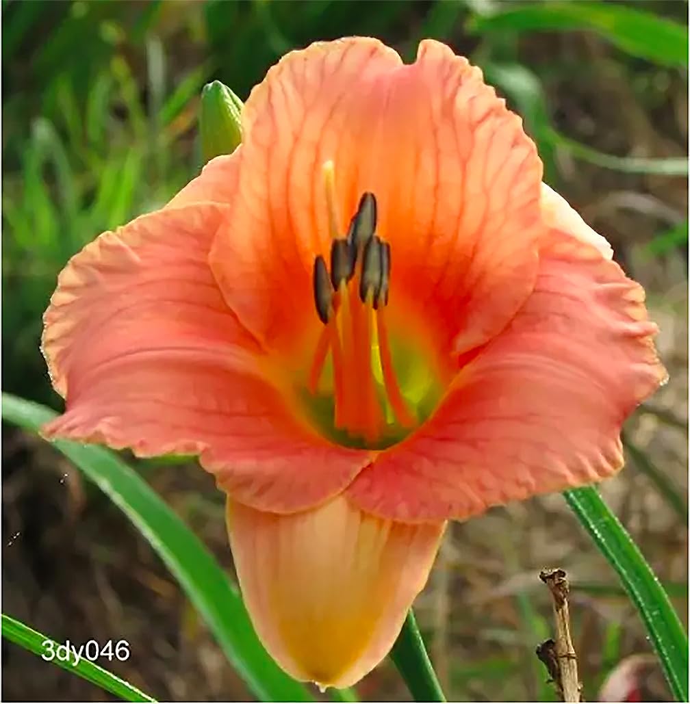 Pink Daylily - Bare Root Plant, Hardy Perennial for Zone 4, Delicate Pink Blooms, Low Maintenance, Ideal for Full Sun or Partial Shade, Perfect for Garden Borders & Landscapes