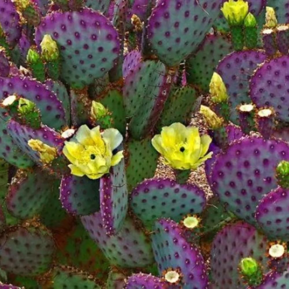 Prickly Pear Cactus Plant, Purple Prickly Pear Live Plant Perennial Outdoor Garden 3-5 Inches