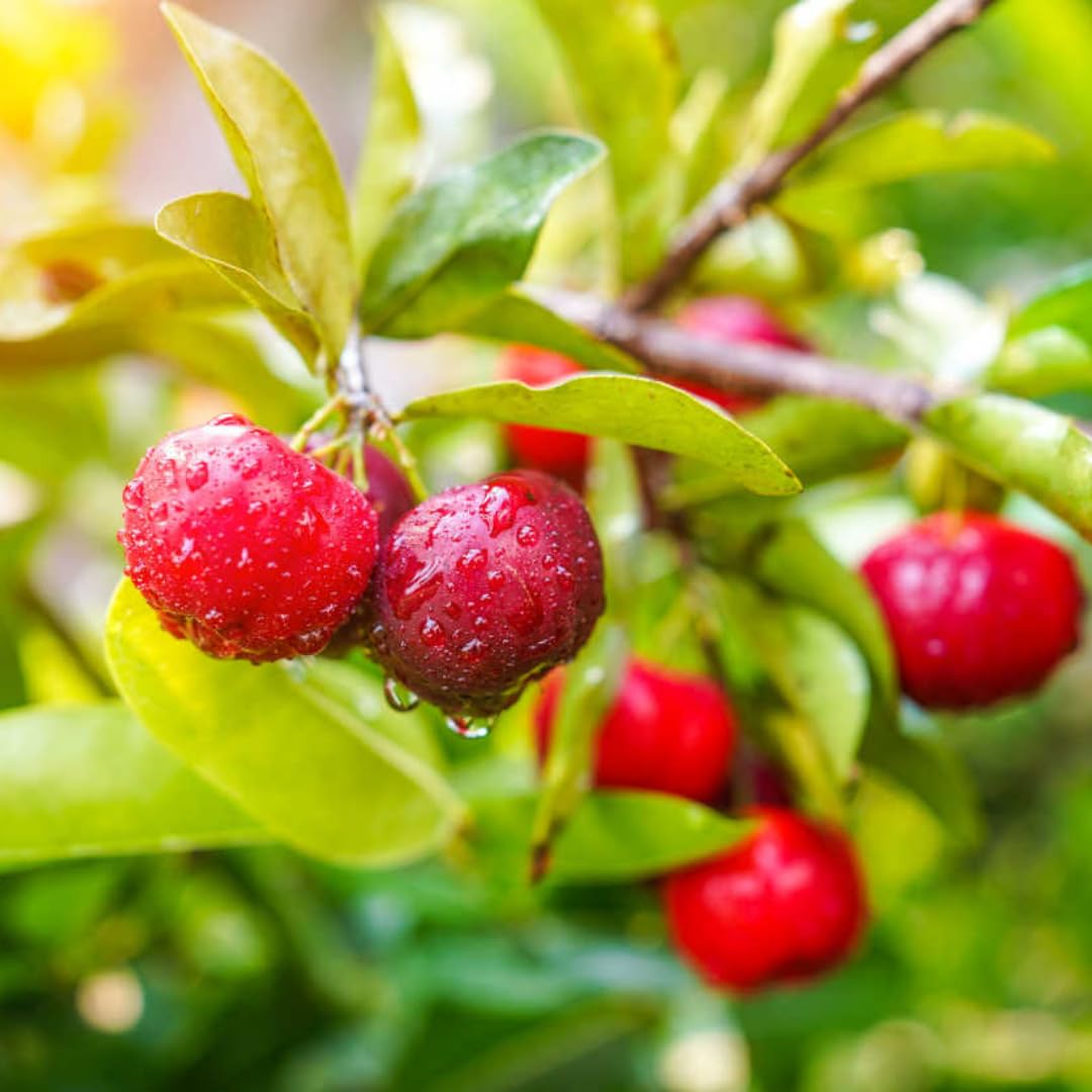 Dwarf Barbados Cherry Tree 4-8" in Tall, Sweet Cherry Live Plant, Starter Plants High Yielding, No Pot, Outdoor Spring Planting