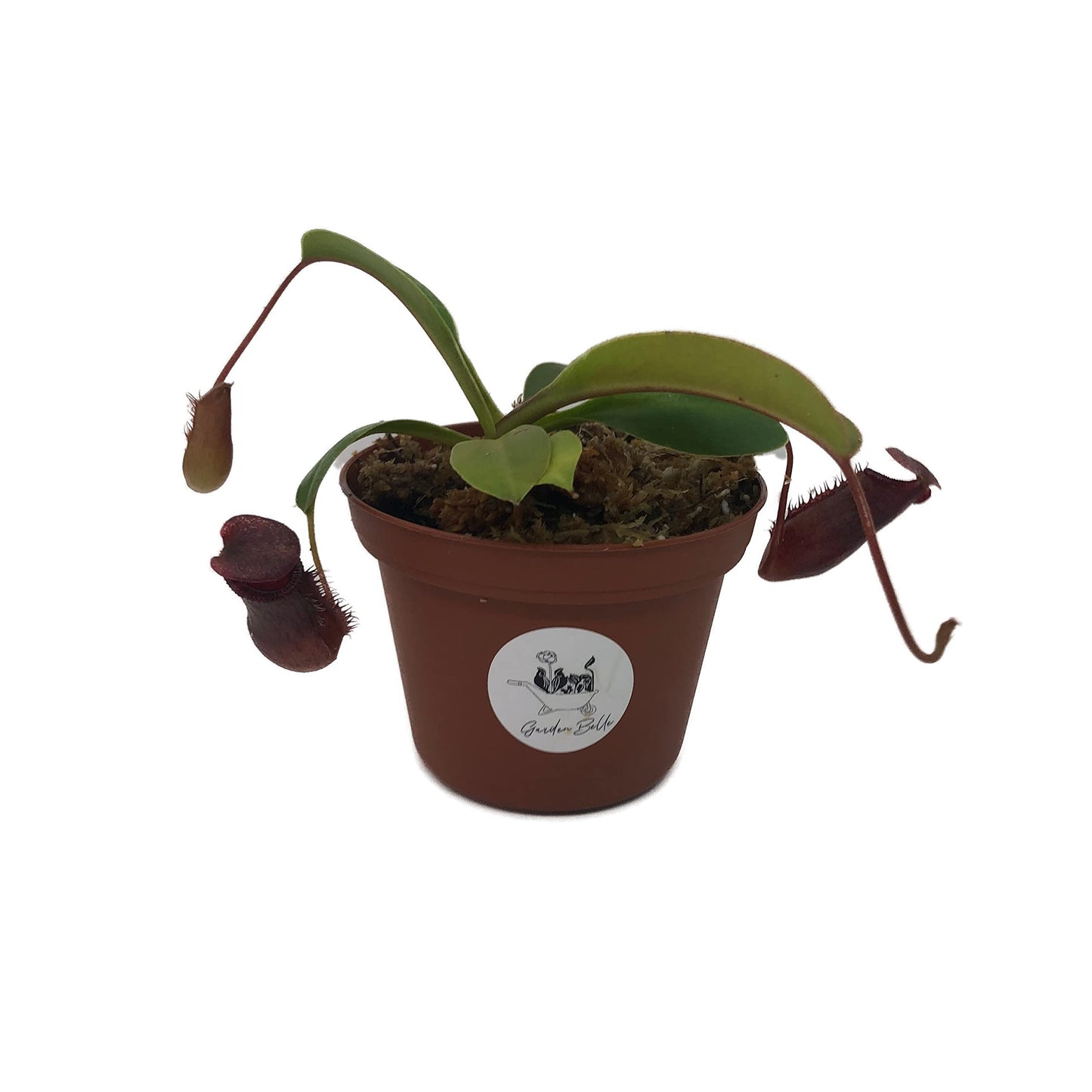 Nepenthes 'Briggsiana' (N.Lowii x N.Ventricosa Red) Tropical Carnivorous Pitcher Plant in 3" Pot