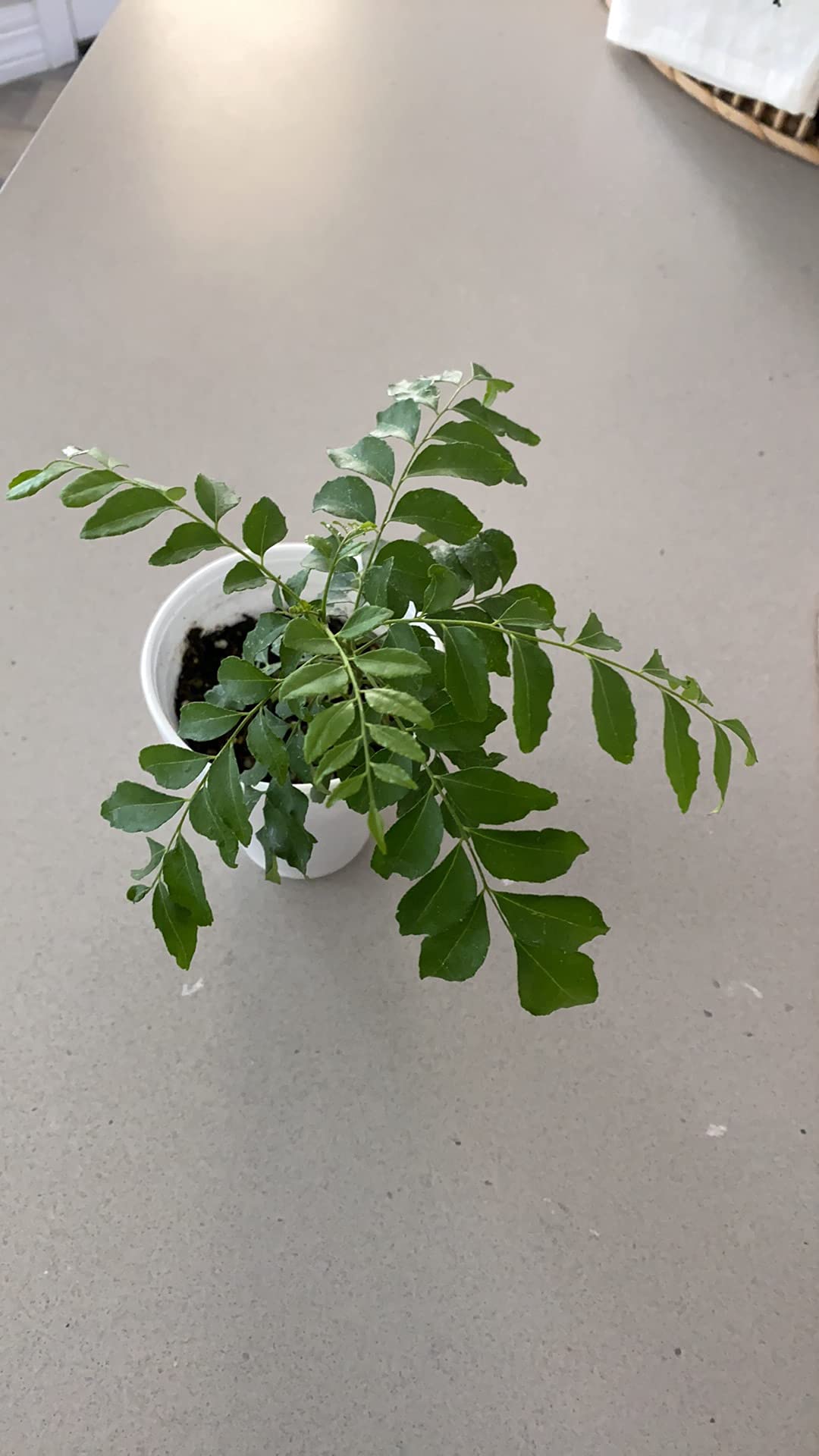 Curry Leaf Plant - Live Plant (Murraya Koenigii), 6 Inches