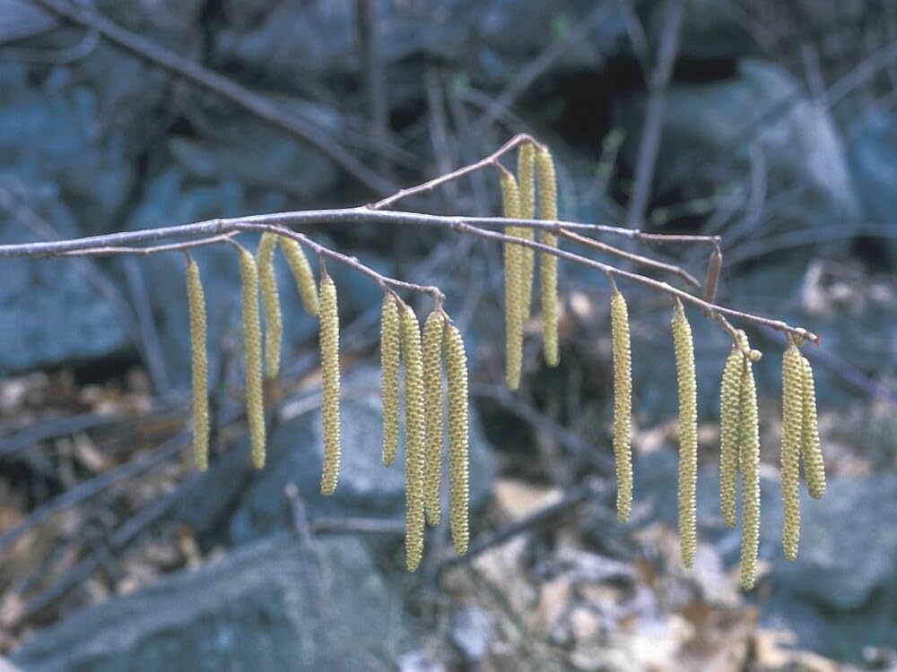 Live Plant - American Hazelnut (Filbert) Tree - 18-24" Tall - Live Plant - Corylus Americana