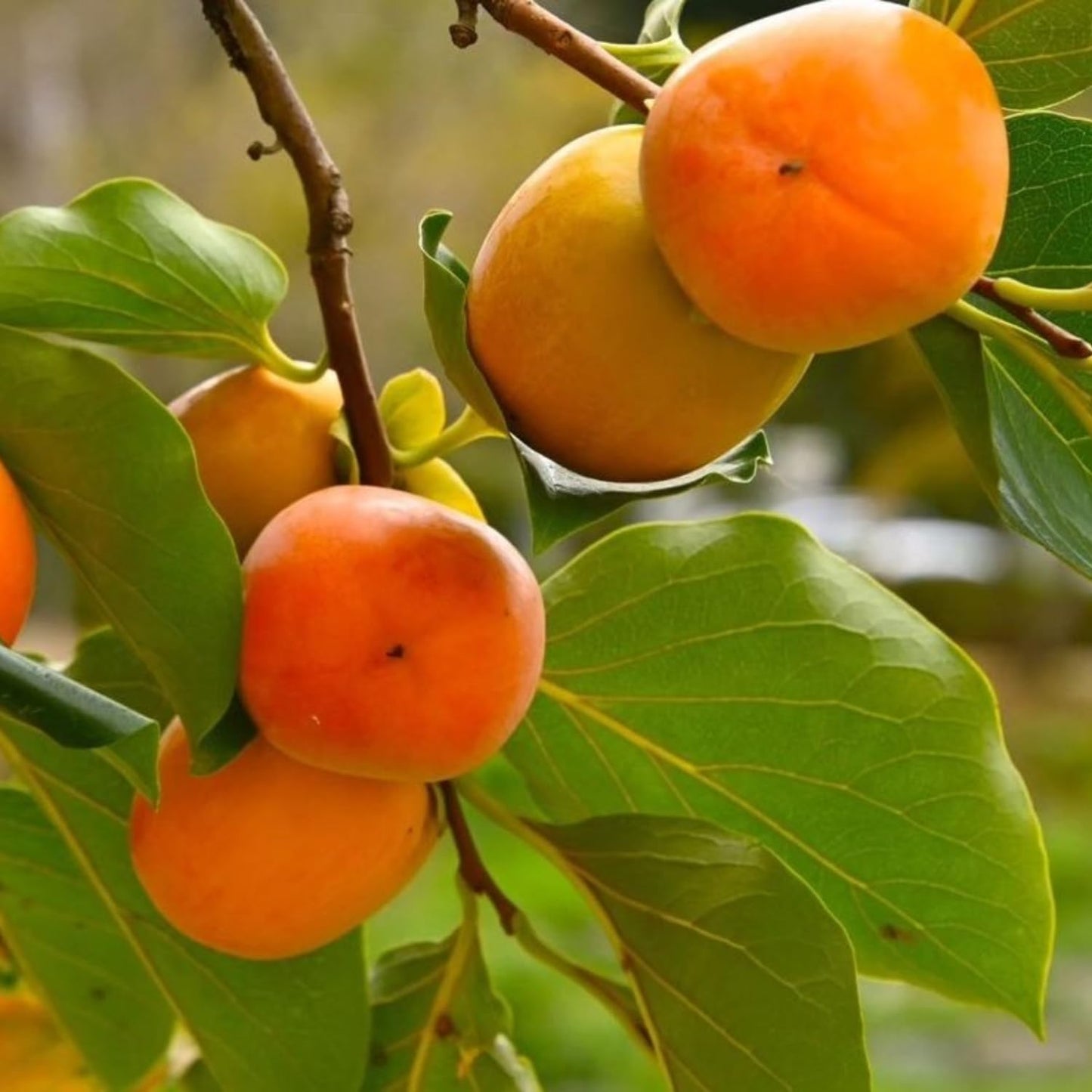 Persimmon Tree Live Plant in Quart Pot, 8-12 Inch Live Persimmon Plant, Cold Hardy Fruit Plants for Home Garden Planting
