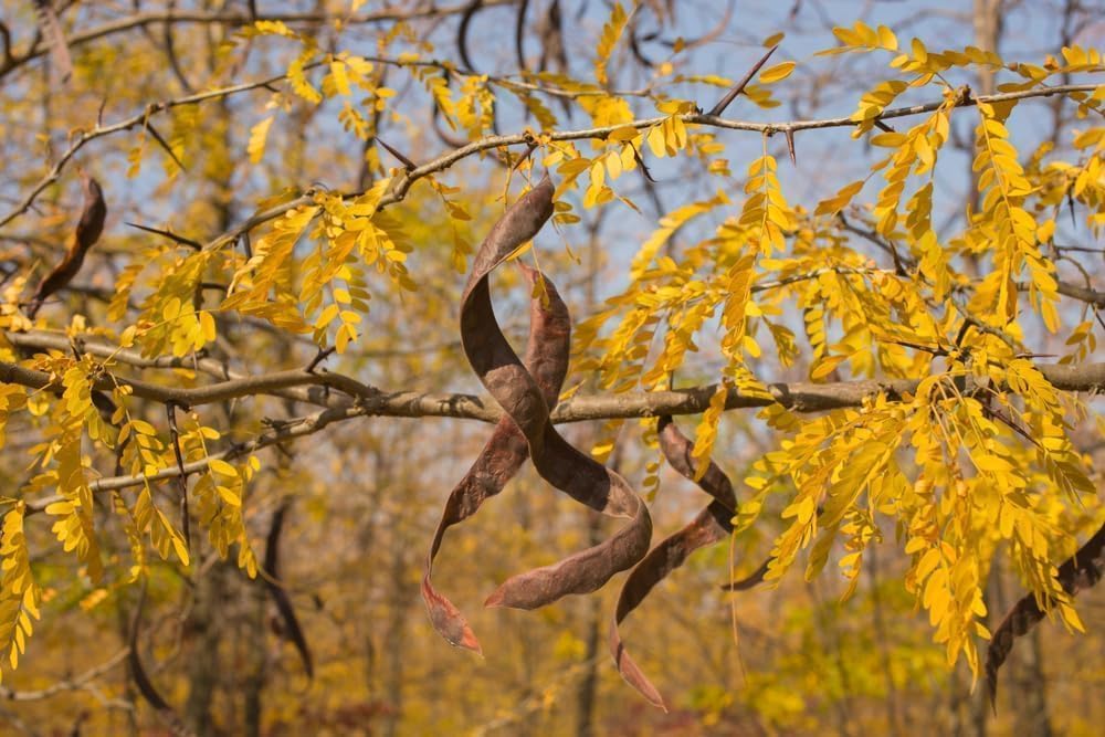 Honey Locust Tree Seedling (Gleditsia triacanthos) – Elegant Shade Tree with Light, Airy Foliage - Plant Your Own to Grow (3 Seedlings)