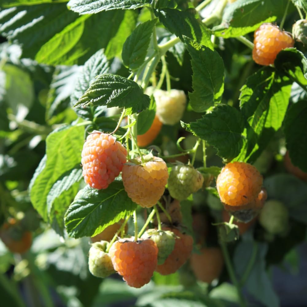 2 Fall Gold Raspberry Plants Live, Sweet Raspberry Bush Shrub to Grow, Well-Rooted 4-8" in Tall, Cold Hardy