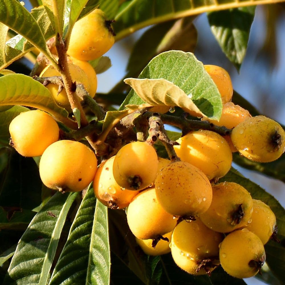 Seedling Loquat Tree Live Plant 3 Gallon, Loquat Fruit Tree 2 to 3ft Tall, Sweet Fruit Tree Growing Plant, No Ship to CA