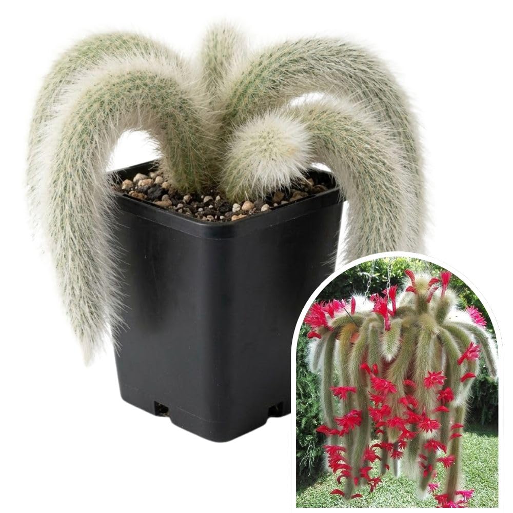 Rare Monkey Tail Cactus Live Plant in 2 Inch Pot, Trailing Cactus Succulent for Indoor Outdoor Planting