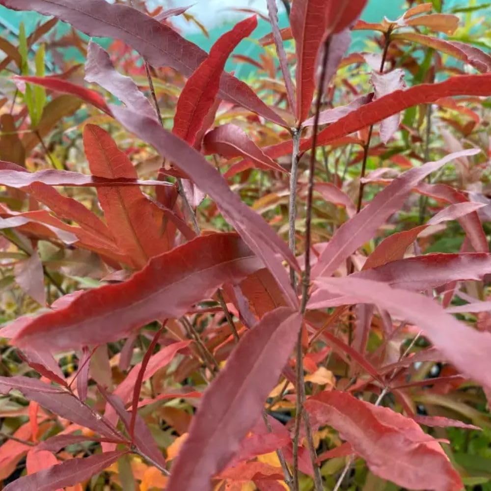 Set 2 Willow Oak Live Plant 12-18 Inch Tal, Hardy Shade Trees, Live Oak Plants for Planting Outdoor Garden, Dormant in Winter