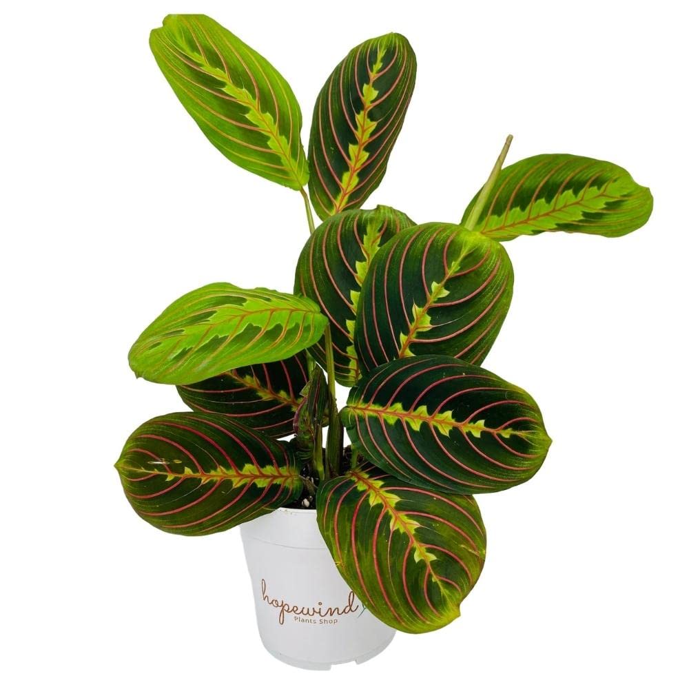 Hopewind Plants Shop, Red Prayer Plant, Red Maranta, Gorgeous Live Indoor Plant, Easy to Care and Rare Variety 4 inch Pot