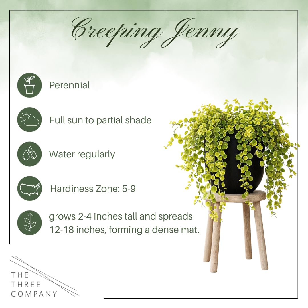 Creeping Jenny Live Plant (Lysimachia nummularia) - 4 Plants Per Pack - Healthy Trailing Perennial - Beautiful Accent Plant - 6" Tall by 4" Wide in 1 Pt Pot