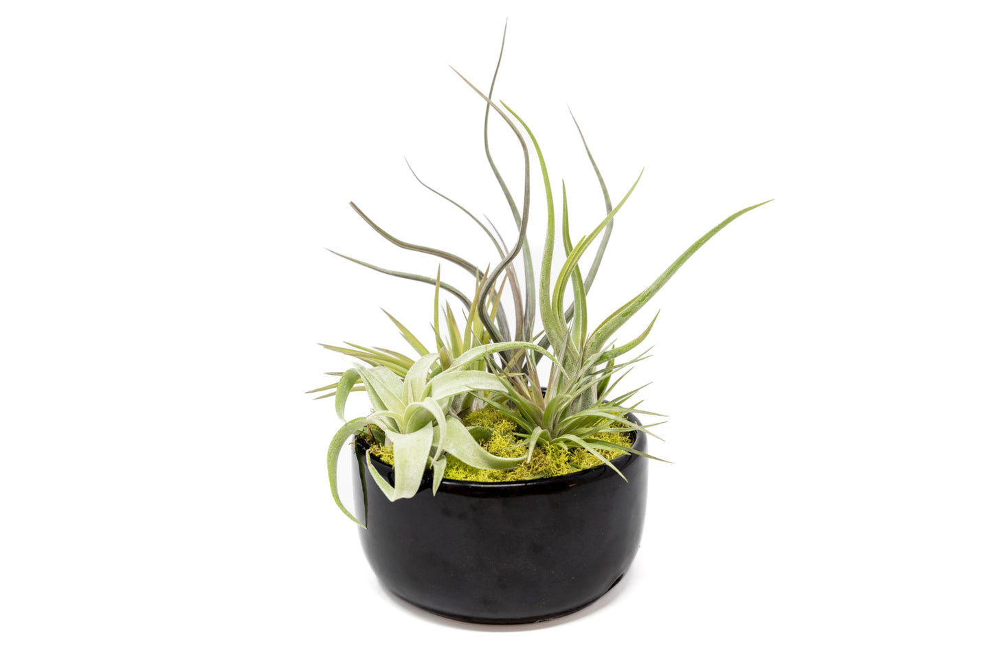 Air Plant Shop Large Assembled Air Plant Bowl Garden - Wholesale and Bulk - Succulents - Live Tillandsia - Easy Care Indoor and Outdoor House Plants (5 Assorted Air Plants)