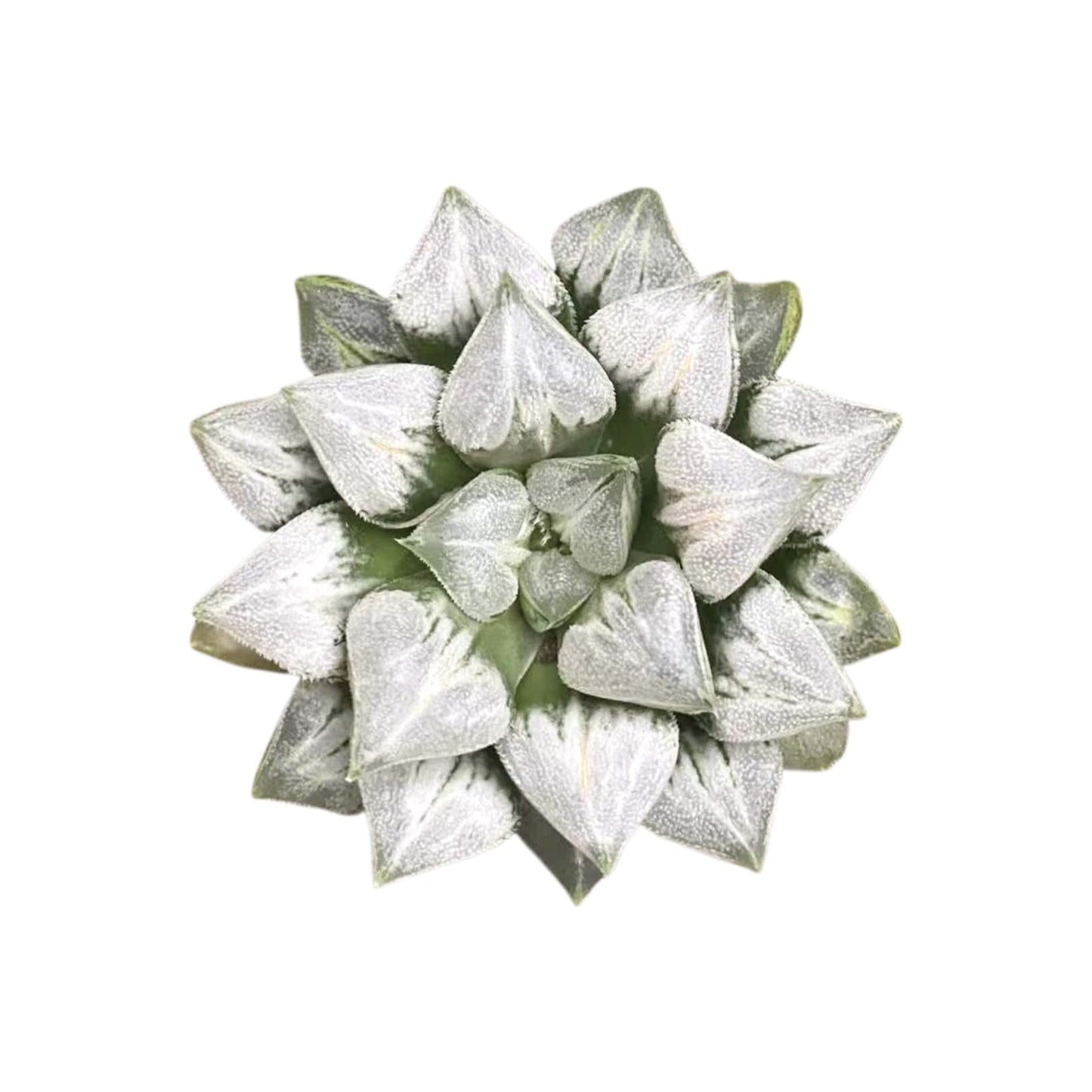 Rare Haworthia 'Love' – Exotic Succulent Plant – Unique, Collectible Live Indoor Plant – Easy-Care, Drought-Tolerant – Ideal for Succulent Enthusiasts, Workspaces & Special Occasions