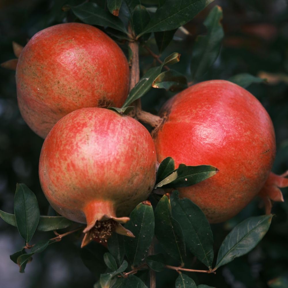 Hardy Pomegranate Live Plant for Planting, 3 Gallon Pot, Tropical Pomegranate Tree 2 to 3 Feet Tall, No Ship to CA