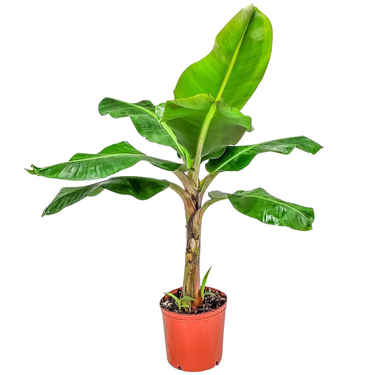 Tropical Plants of Florida Dwarf Cavendish Banana Tree Live Plant 3 Gallon Nursery Pot, 28 to 38 Inch Tall Edible Banana Plant, Tropical Patio Outdoor Tree