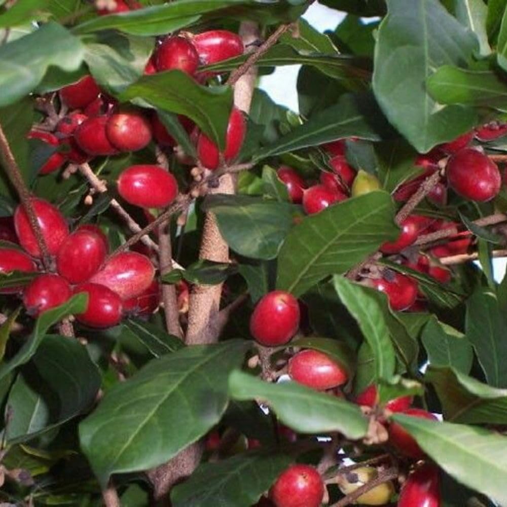 Miracle Fruit Tree 1-2ft Tall, Miracle Fruit Tree Plant Live for Planting in Garden, in 1 Gallon Pot, No Ship to CA
