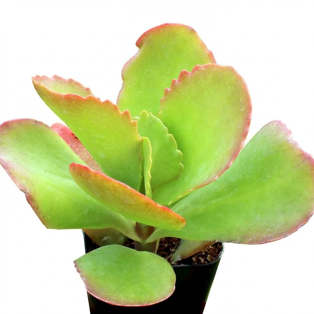 Kalanchoe ‘Vivien’ - Live Succulent Plant, 4 Inch Whtie Pot, Compact Green Leaves with Red Edges, Easy Care Indoor for Home Decor, Party Favor