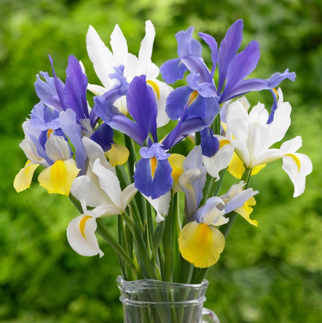 Votaniki Dutch Iris Mixed Bulbs - Perennial, Long-Lasting Blooms, Attracts to Pollinators, Iris Flowering Bulbs | Colorful Dutch Iris Bulbs for a Vibrant Garden (12 Pack)