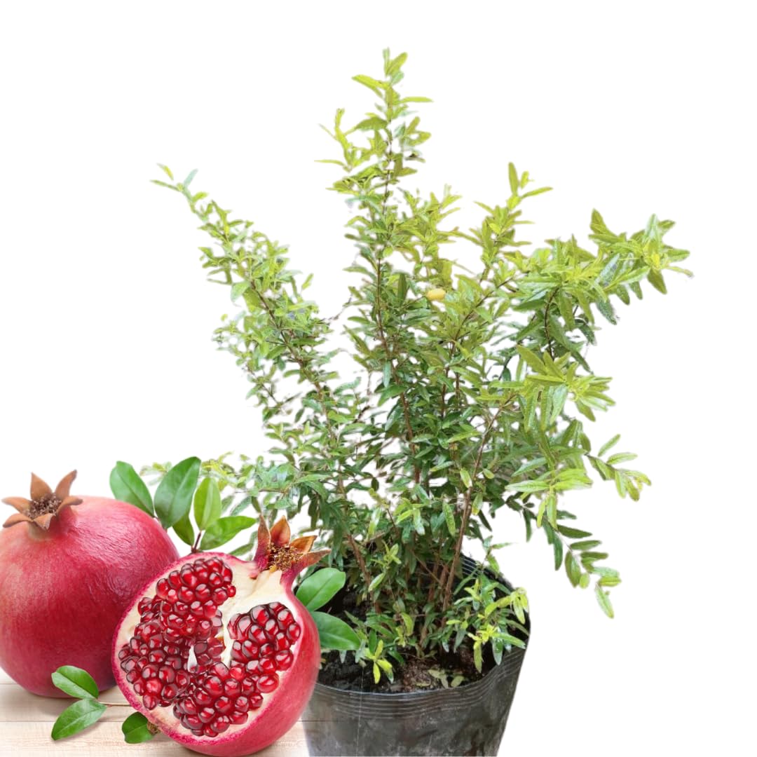 Large Sweet Fruit Pomegranate Tree Live Plant, Well Rooted, 6 to 8 Inc Tall, Delicious Large Sweet Fruit