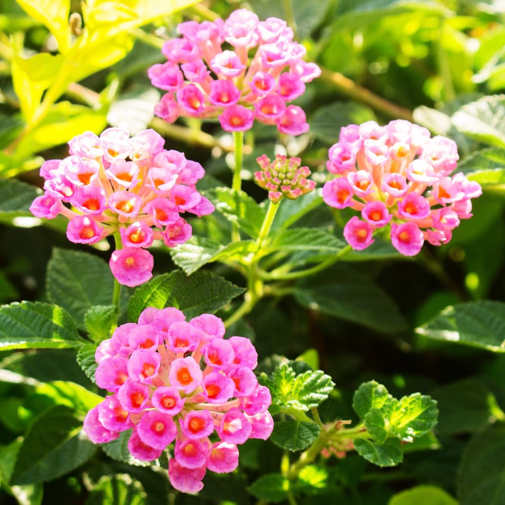 2 Lantana Plants Live, Lantanas Live Plants for Planting Indoor Outdoors, Perennial Flowers, 4-9 Inch Tall Well-Rooted (Pink Lantana)