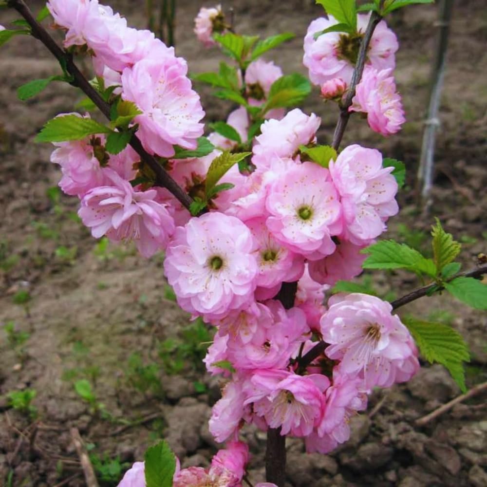 Flowering Almond Plant Tree Live, Flowering Plum Bush Live Ornamental Plant Double Pink Flower, 7 to 12 Inc Tall, Quart Potted
