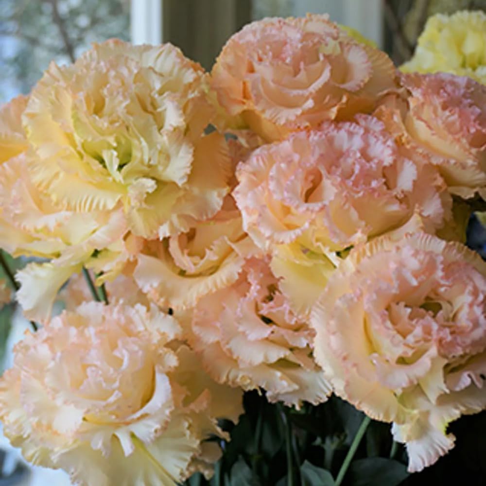 Combo 3 Eustoma Lisianthus Live Plants, Well-Rooted Starter Plug Size, Thornless Love Rose Plant Zones 8 to 10, Cold Hardy, 3 to 4 Inches in Tall, No Pot, Apricot