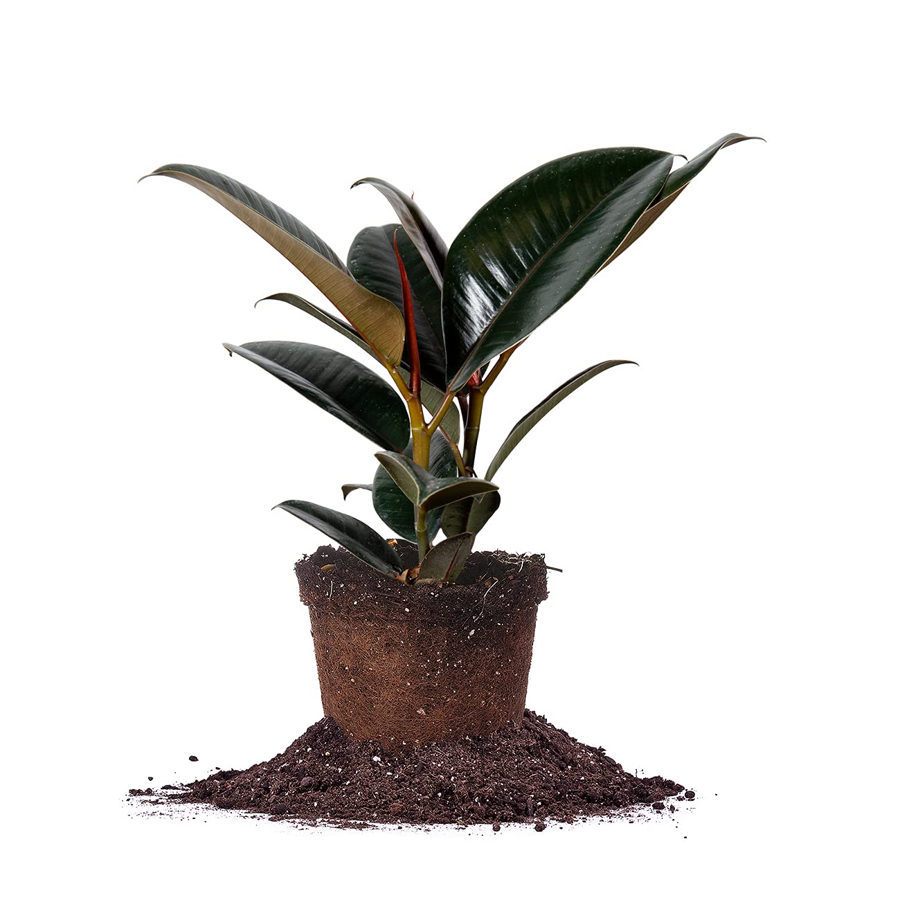 Perfect Plants Rubber Plant Ficus Elastica 'Burgundy' in 6in. Grower's Pot, Live Indoor Houseplant Unique Home Décor