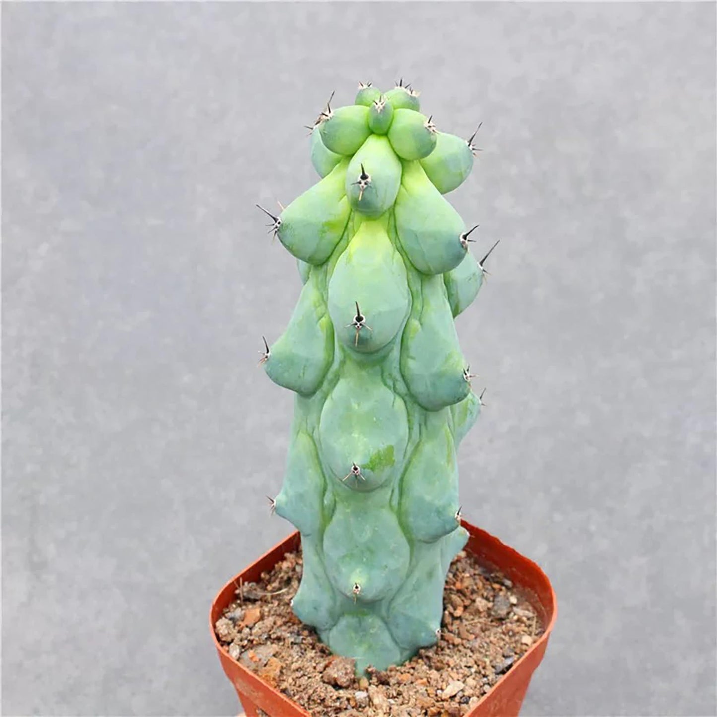 Boobie Cactus Live Plant - Myrtillocactus Geometrizans Fukurokuryuzinboku - 5-6 Inch Height, Unique Succulent Cactus for Indoor and Outdoor Home and Garden Decor, Low Maintenance and Drought-Tolerant