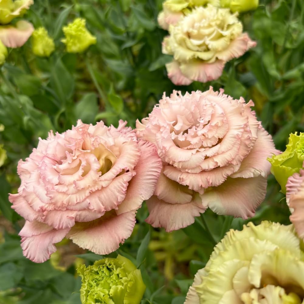 Combo 3 Eustoma Lisianthus Live Plants, Well-Rooted Starter Plug Size, Thornless Love Rose Plant Zones 8 to 10, Cold Hardy, 3 to 4 Inches in Tall, No Pot, Apricot