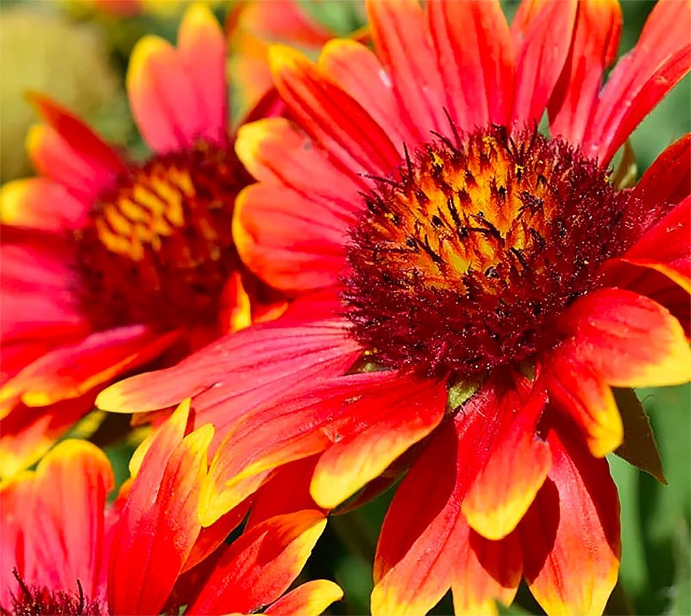 Indian Blanket Flower - Gaillardia - Source of Nectar for Monarch Butterflies - Approximately 1.400 Seeds