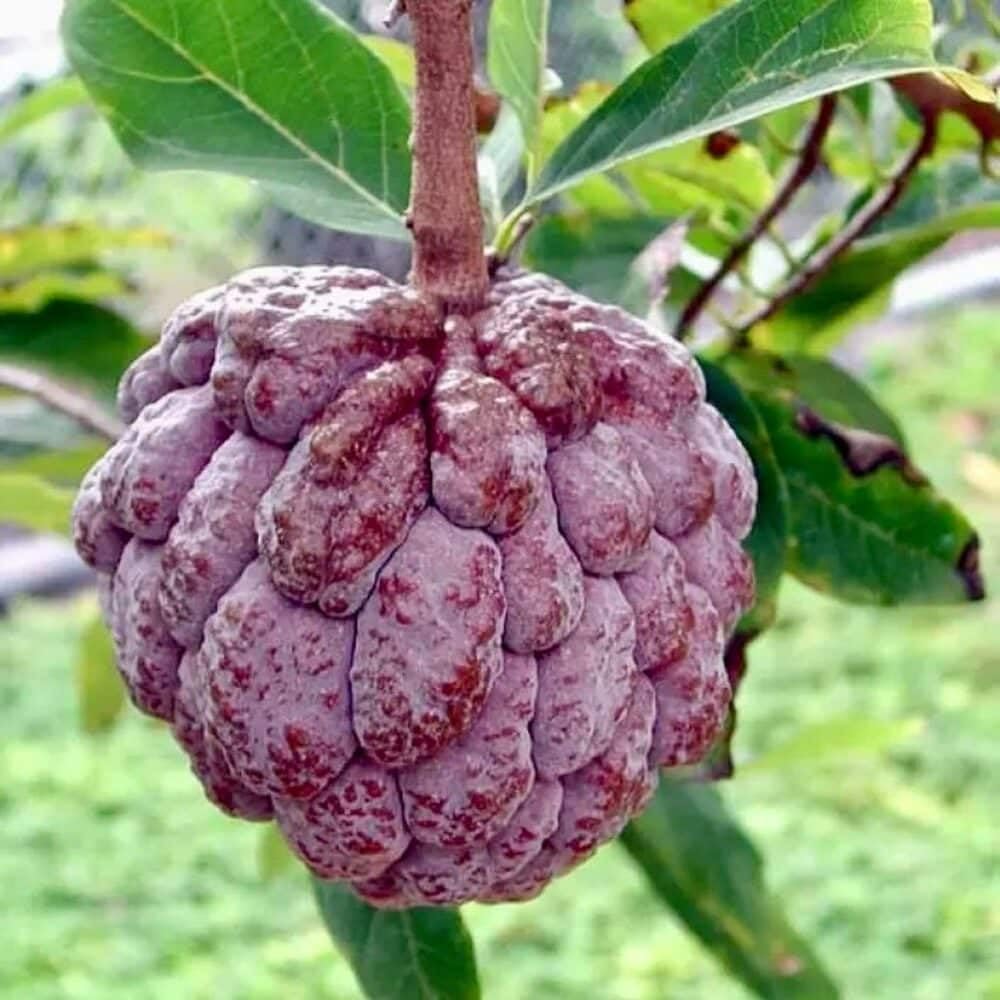 Live Plant - Red Sugar Apple (Annona Squamosa) Vibrant Live Fruit Tree 12”-24” Thriving