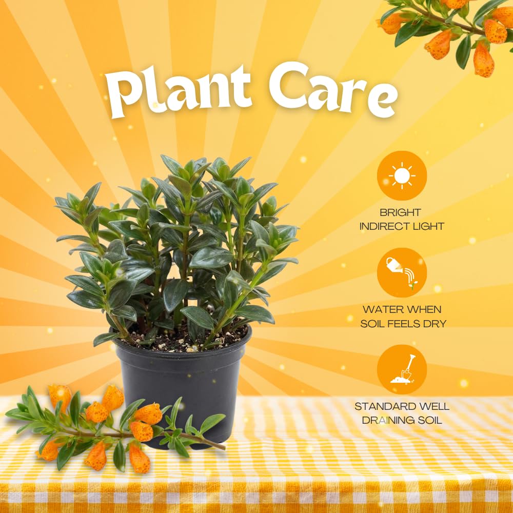 Goldfish Plants Live in 4 Inches Pot, Orange Goldfish Flower Plant, Live Houseplants Succulent for Hanging Basket, Well Rooted, 4-7 Inches Tall