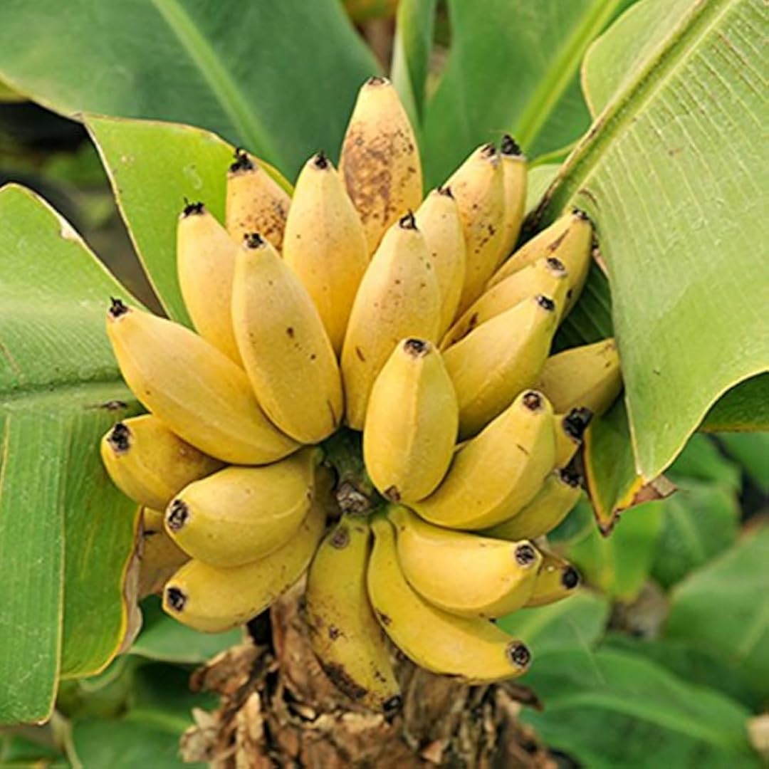 Banana Trees Live Plants from 4 to 6 Inc Long, Grand Nain Banana Plants Live for Planting Gardening Outdoor and Indoor, 1 Plant