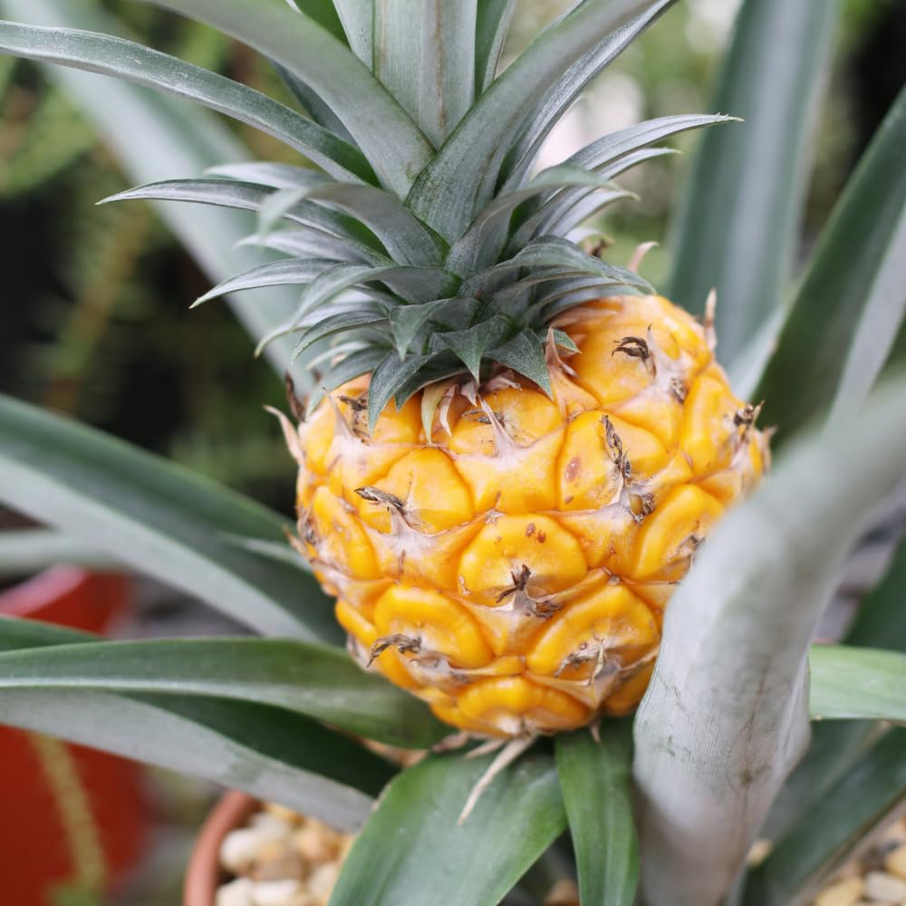 Set 2 Pineapple Plant Live, Pineapple Gold Plant Live, Tropical Sweet Fruit, 4-7 Inches in Height for Outdoor Gardening
